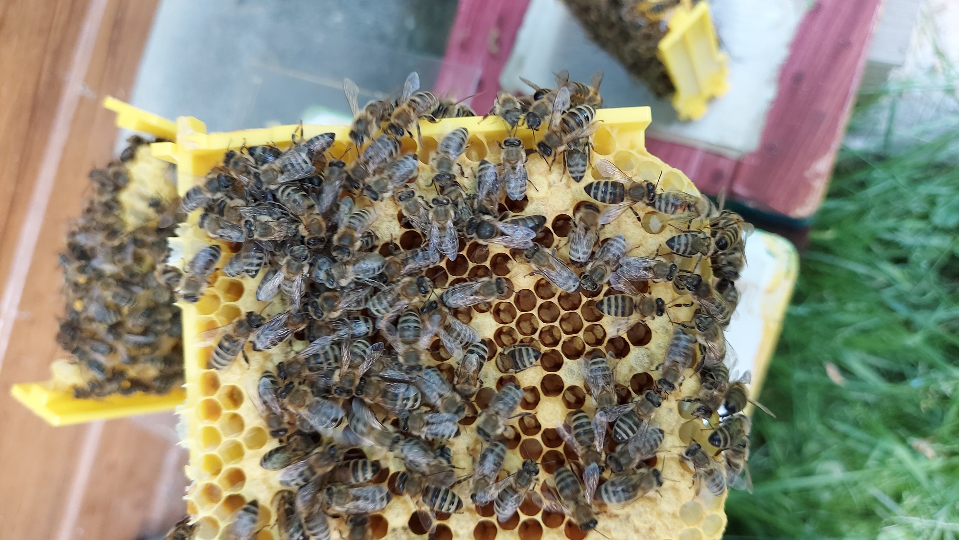 Nasza hodowla matek pszczelich